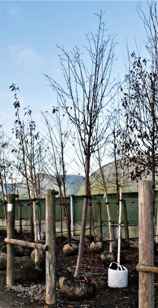 Pyrus communis 'Conference' 10-12 SS